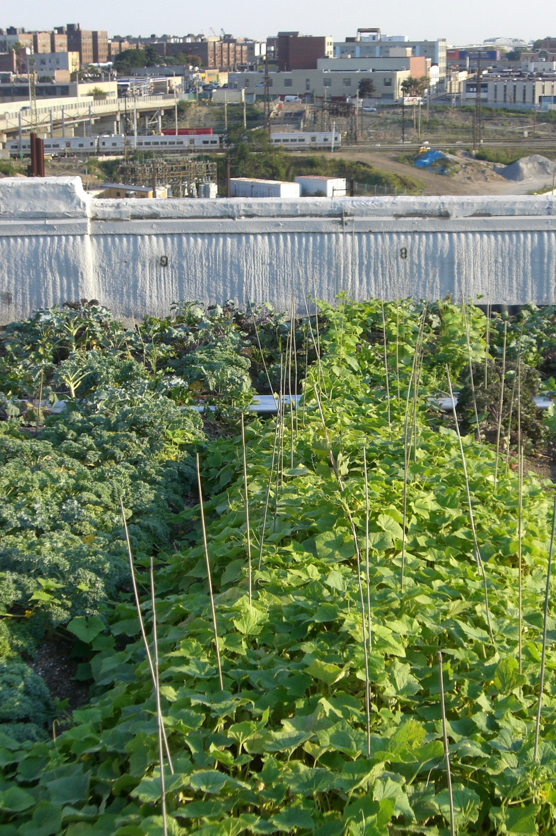 Urban rooftop farm